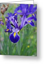 Blue Iris Flower Photograph by Susanne Van Hulst - Fine Art America