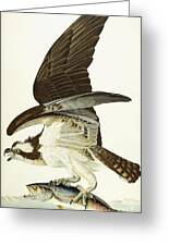 Fish Hawk Canvas Print / Canvas Art by John James Audubon - Fine Art America