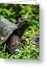 https://render.fineartamerica.com/images/rendered/small/greeting-card/images/artworkimages/medium/1/galapagos-giant-tortoise-looking-straight-at-camera-nick-dale.jpg?transparent=0&targetx=0&targety=-24&imagewidth=500&imageheight=749&modelwidth=500&modelheight=700&backgroundcolor=101006&orientation=1&producttype=greetingcard&imageid=8385997