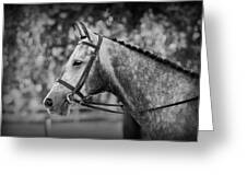 Grey Show Horse In Black And White Greeting Card by Michelle Wrighton