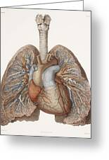 History Home Heart and lungs historical illustration Canvas Wall Art Print 