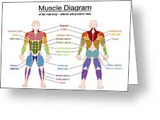 Muscle Diagram Male Body Names Digital Art By Peter Hermes Furian