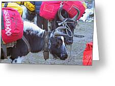 Nepal Yak Pack Animals Photograph by Jim Beckwith - Pixels