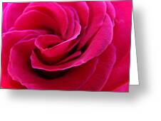 OFFICE ART ROSE SPIRAL Art Pink Roses Flowers Giclee Prints Baslee ...