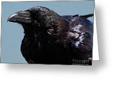 Picture raven profile Raven or