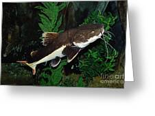 Red-tail Catfish Greeting Card by Gerard Lacz