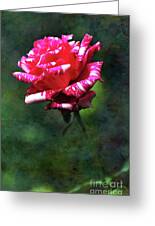 Sexy Rexy Rose Photograph by Kaye Menner - Fine Art America