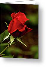Single Red Rose Bud Photograph by Jacqi Elmslie - Fine Art America