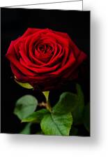 Single Rose Photograph by Miguel Winterpacht - Fine Art America