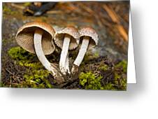 https://render.fineartamerica.com/images/rendered/small/greeting-card/images/artworkimages/medium/1/umbrella-mushrooms-buddy-mays.jpg?transparent=0&targetx=-25&targety=0&imagewidth=750&imageheight=500&modelwidth=700&modelheight=500&backgroundcolor=342B0E&orientation=0&producttype=greetingcard&imageid=2513633