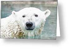 Wet Polar Bear Sticker by Ed Taylor - Pixels