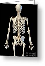 Human Skeleton #29 by Leonello Calvetti/science Photo Library