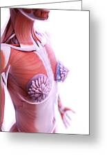 Breast Implants #5 by Sebastian Kaulitzki/science Photo Library
