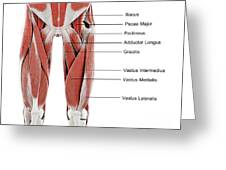 Muscles Of The Upper Leg #5 by Sebastian Kaulitzki/science Photo Library