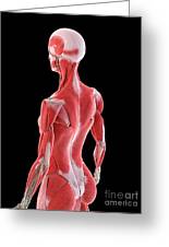 Female Back Muscles #7 Art Print by Sebastian Kaulitzki/science Photo  Library - Fine Art America