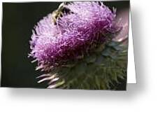 Bee On Thistle Greeting Card