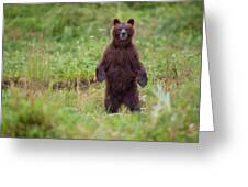 https://render.fineartamerica.com/images/rendered/small/greeting-card/images/artworkimages/medium/2/brown-bear-in-coastal-meadow-pybus-paul-souders.jpg?transparent=0&targetx=-25&targety=0&imagewidth=750&imageheight=500&modelwidth=700&modelheight=500&backgroundcolor=7C944D&orientation=0&producttype=greetingcard