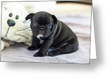 Cute french bulldog puppy sitting on a soft blanket with his