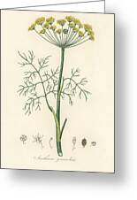 Vintage medical plant illustration Dill Anethum graveolens from book Medical Botany