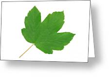 Green leaf of sycamore maple by Wdnet Studio