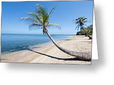 Leaning Palm Tree On Beach By Dstephens