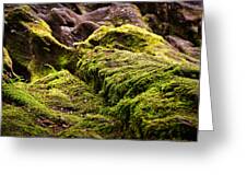 Moss on Rocks - Scotland by Stuart Litoff