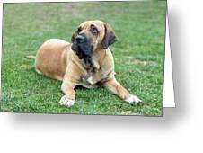 female of guardian dog Fila Brasileiro, Brazilian Mastiff #5