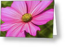 Pink Flower - Greeting Card Product by Matthias Zegveld