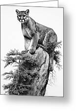 Charcoal drawing of a mountain lion by David Mohn