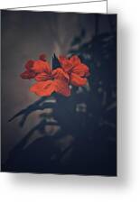 Hibiscus flower photo print Tapestry by Deepika R - Fine Art America