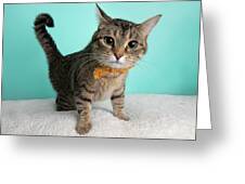 https://render.fineartamerica.com/images/rendered/small/greeting-card/images/artworkimages/medium/3/cute-young-tabby-cat-wearing-orange-and-yellow-bow-tie-flower-costume-portrait-big-eyes-standing-ashley-swanson.jpg?transparent=0&targetx=0&targety=-20&imagewidth=700&imageheight=540&modelwidth=700&modelheight=500&backgroundcolor=96E4DC&orientation=0&producttype=greetingcard&imageid=13801773