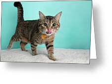 https://render.fineartamerica.com/images/rendered/small/greeting-card/images/artworkimages/medium/3/cute-young-tabby-cat-wearing-orange-and-yellow-bow-tie-flower-costume-portrait-standing-and-walking-with-tongue-out-ashley-swanson.jpg?transparent=0&targetx=0&targety=-20&imagewidth=700&imageheight=540&modelwidth=700&modelheight=500&backgroundcolor=CFCFCD&orientation=0&producttype=greetingcard&imageid=13801782