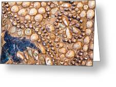 Decorative Seashell Wall by Lindley Johnson