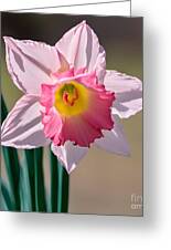 Pink Daffodil Digital Art by Rachel Hannah - Fine Art America