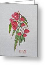 Red Flowering Gum by Gopinath Iyer