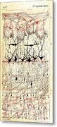 Golgi Olfactory Bulb Of Dog Metal Print