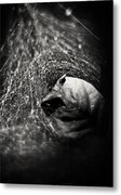 Caught In Your Web Metal Print