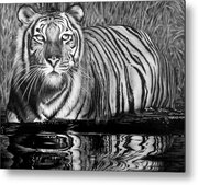 Baby Tiger Drawing by Jerry Winick