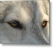 Arctic Wolf Eyes Photograph by Stormy Logan - Fine Art America
