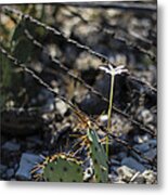 A Flower Among Thorns Metal Print