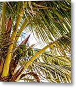 A Lovely Bunch Of Coconuts Metal Print