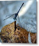 Blue Dragonfly #2 Metal Print