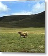 Cow And Calf. Aubrac . France. Metal Print