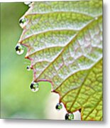Dewy Grape Leaf Metal Print
