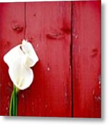 * Easter {calla} Lilies & A Red Barn Metal Print