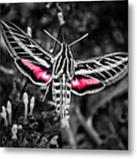 Hummingbird Moth Bw Print Metal Print