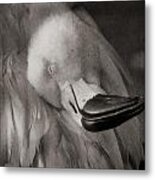 Napping On Flamingo Feathers Metal Print