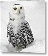 Snowy Owl Bubo Scandiacus Metal Print