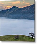 Tree Above Fog At Round Valley Metal Print