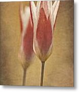 Tulips Together Metal Print